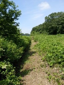 通路の前回ほどではないけど、奥の藪がおかしい