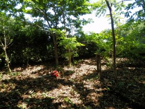 折れた栗の木の片づけが終わった