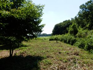 奥の日向の部分も軽く刈っておいた