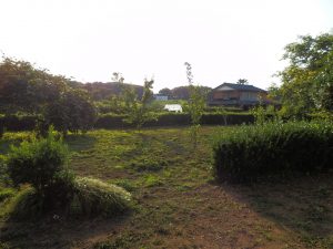 自宅の庭もざっと刈っておいた。