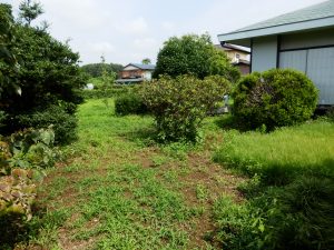 梅雨のこの時期は、チガヤが伸びてくる