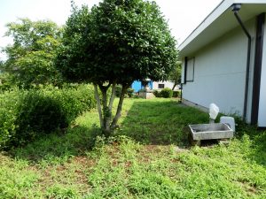 梅雨のこの時期は、チガヤが伸びてくる