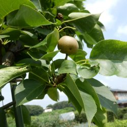 藤岡の草刈りを実施。梅雨の合間を縫う草刈りを実施。 梨も順調に大きくなっている