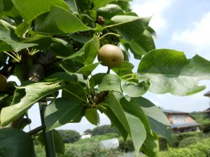 梨も順調に大きくなっている