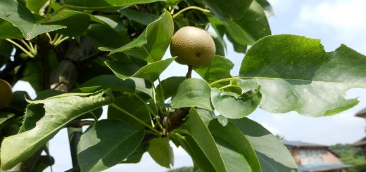 梨も順調に大きくなっている