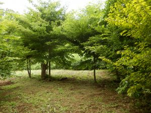 日当たりのいいところも草刈りを実施する。