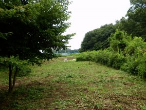 日当たりのいいところも草刈りを実施する。