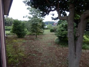 実家の庭のチガヤも綺麗に草刈りをする