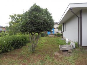 実家の庭のチガヤも綺麗に草刈りをする