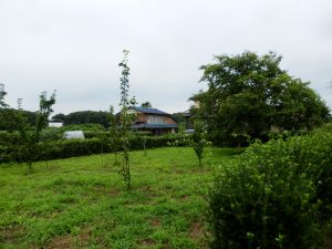 実家の畑も伸びるのが早い