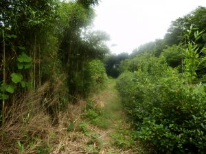 境界の部分は2週間でこんなに