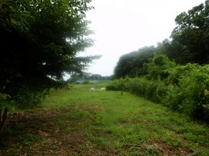 栗畑のメインの部分は刈れなかった