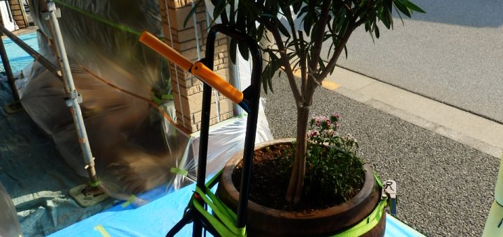 玄関にビニールを巻かれて死にそうになっていたので、移動することにした。