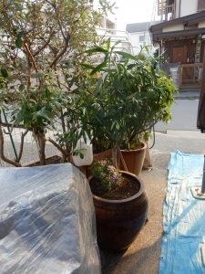 玄関に置いてあった植木は庭に移動完了