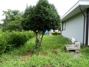 相変わらず雑草が伸びるのが早い
