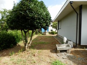 除草剤をまいたのでだいぶ雑草が少なくなった