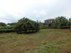 実家の隣の畑は、地道に草刈り