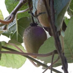 キュウイが食べごろになったので収穫が始まった