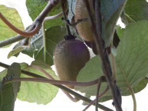 キュウイが食べごろになったので収穫が始まった