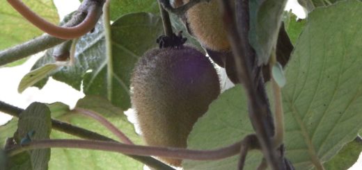キュウイが食べごろになったので収穫が始まった