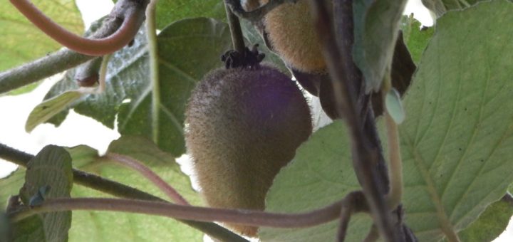 キュウイが食べごろになったので収穫が始まった