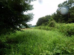 一か月以上刈っていないからかなり雑草が伸びている。