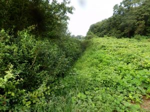 境界はだいぶ刈り込んでおいたから、お茶の木に来ていないけどこれは次回処理する予定
