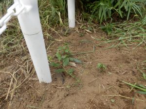 近所に不法伐採されたお茶の木だけど、種がいっぱい落ちているので、春に撒いておいたらどうやら芽が出てきている。