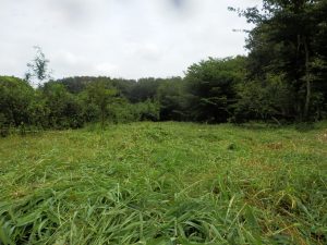 ざっと草刈りを行った