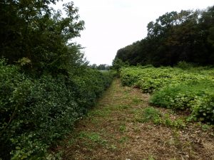 葛が復活しつつあり、ざっと草刈りを実施した。