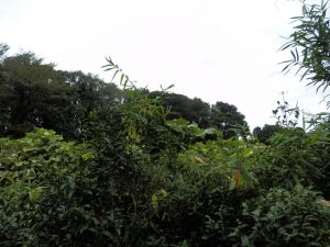 まだ竹の取り残しがあり、急に伸びてくる