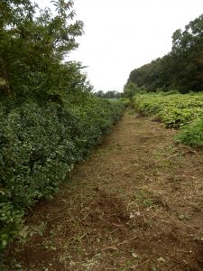再度、境界は草刈りを実施した。