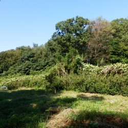 栗畑に残っている本格的な竹