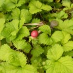 へびイチゴが群生していっぱいなっている。へびが来てしまうかな？