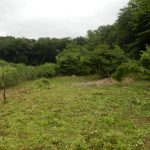 奥側から見たところ、蔦が無くなったので草刈りが順調に進む