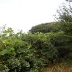 畑側から蔦がお茶の木にかかっている分の取り残しがある。