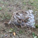 今回回収した蔦と根っ子