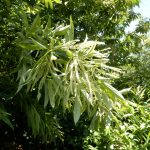 栗の花も盛大に咲いている。